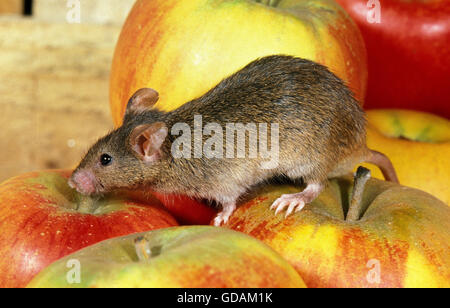 House Mouse, mus musculus, Adult on Apple Stock Photo