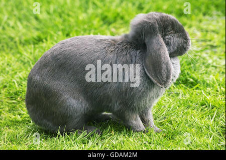 French Lop-eared Rabbit, Adult on Grass Stock Photo