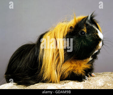 Guinea Pig, cavia porcellus, Adult Stock Photo