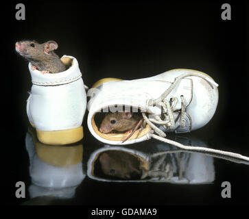 House Mouse, mus musculus in Baby's Shoe Stock Photo