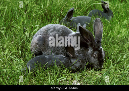 Rex Domestic Rabbit, French Breed from Sarthe, Mother with Young Stock Photo