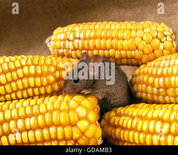 House Mouse, mus musculus, Adult Eating Maize Stock Photo