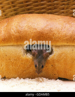 House Mouse, mus musculus, Adult Eating Bred Stock Photo