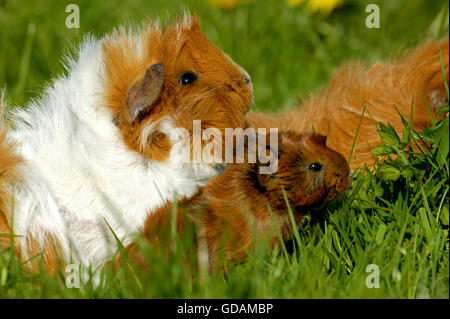 GUINEA PIG cavia porcellus, MOTHER WITH YOUNG Stock Photo