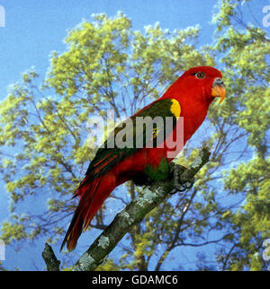 CHATTERING LORY lorius garrulus, ADULTE ON BRANCH Stock Photo