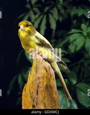 Yorkshire Canary Stock Photo