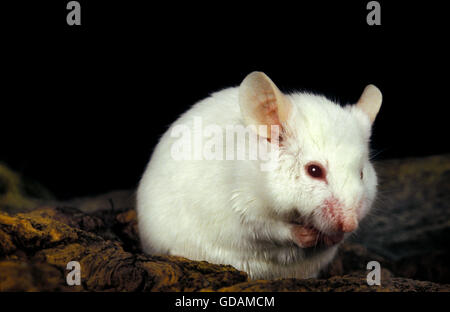 White Mouse, mus musculus Stock Photo