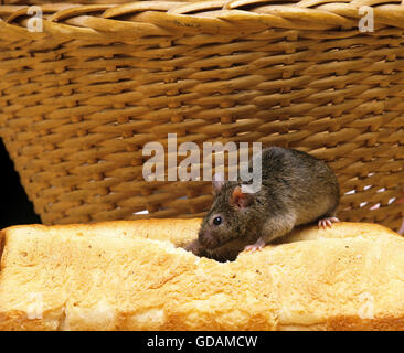 House Mouse, mus musculus eating Bread
