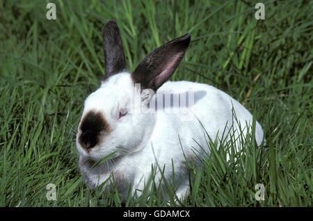 Californian Domestic Rabbit Stock Photo