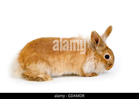 RED DWARF RABBIT AGAINST WHITE BACKGROUND Stock Photo