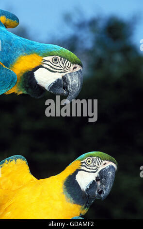 Blue and Yellow Macaw, ara ararauna, Adults Stock Photo