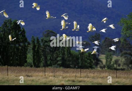 Lesser Sulphur-Crested Cockatoo, cacatua sulphurea, Group in Flight, Australia Stock Photo