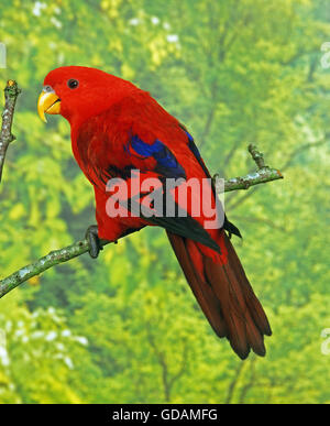 Red Lory, eos bornea, Adult on Branch Stock Photo