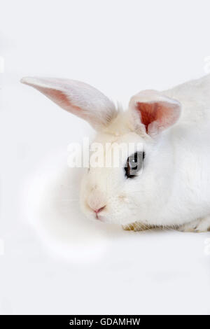 HOTOT RABBIT, A BREED FROM NORMANDY Stock Photo