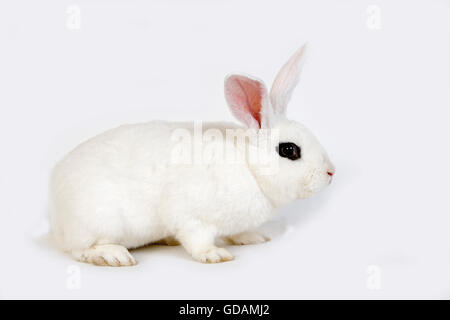 HOTOT RABBIT, A FRENCH BREED FROM NORMANDY Stock Photo