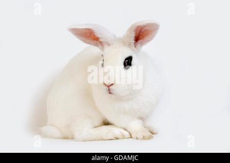 Hotot Domestic Rabbit, a Breed from Normandy Stock Photo