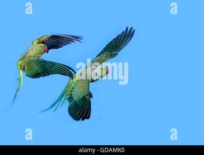 Rose Ringed Parakeet, psittacula krameri, Pair in Flight Stock Photo