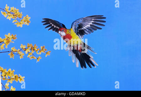 EASTERN ROSELLA OR GOLD MANTLED ROSELLA platycercus eximius, ADULT IN FLIGHT Stock Photo