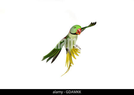 Alexandrine Parakeet, psittacula eupatria, Adult in Flight against White Background Stock Photo