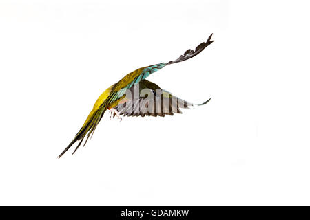 Patagonian Conure or Burrowing Parakeet, cyanoliseus patagonus, Adult in Fligh against White Background Stock Photo