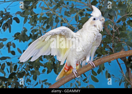 cockatoo bird for sale philippines
