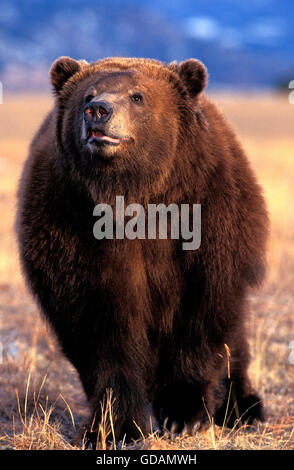 KODIAK BEAR ursus arctos middendorffi, ADULT, ALASKA Stock Photo