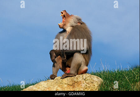 Hamadryas Baboon, papio hamadryas, Male Yawning on Rock Stock Photo