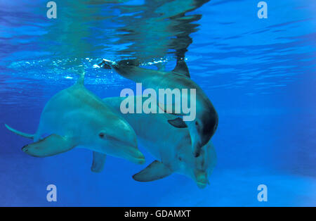 Bottlenose Dolphin, tursiops truncatus, Mother and Calf Stock Photo
