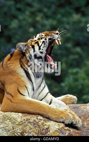 SIBERIAN TIGER panthera tigris altaica, ADULT YAWNING, ON ROCK Stock Photo