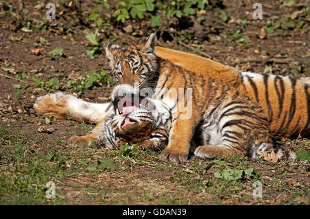 Siberian Tiger, panthera tigris altaica, Female playing with Cub Stock Photo