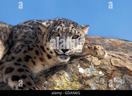 Snow Leopard or Ounce, uncia uncia, Adult laying on Rock Stock Photo