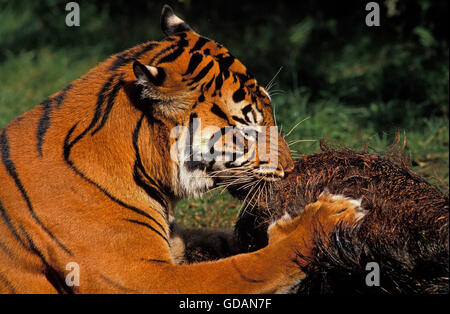 Sumatran Tiger, panthera tigris sumatrae, Adult Eating Prey, a Wildboar Kill Stock Photo