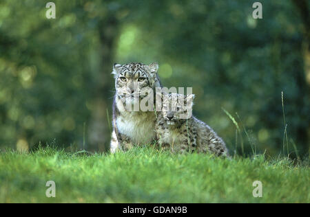SNOW LEOPARD OR OUNCE uncia uncia, FEMALE WITH CUB Stock Photo