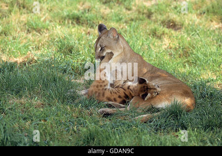 COUGAR puma concolor, FEMALE WITH CUB Stock Photo