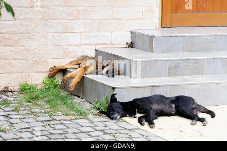 two homeless dogs sleeping on the stairs in the city street Stock Photo