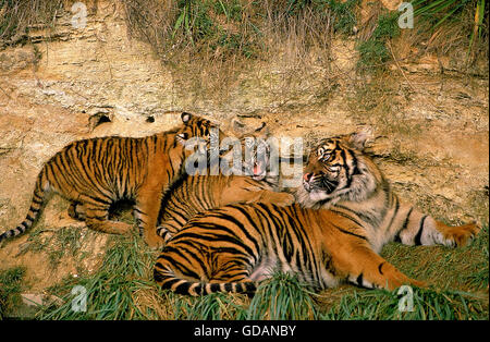 SUMATRAN TIGER panthera tigris sumatrae, FEMALE WITH TWO CUBS Stock Photo