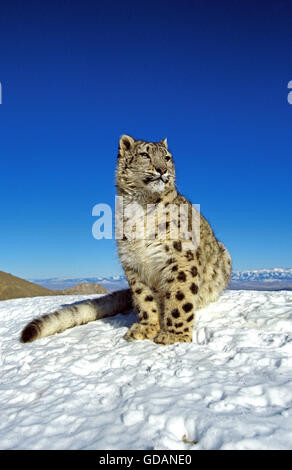 Snow Leopard or Ounce, uncia uncia, Adult on Snow Stock Photo