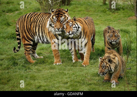 Sumatran Tiger, panthera tigris sumatrae, Mother with Cub Stock Photo