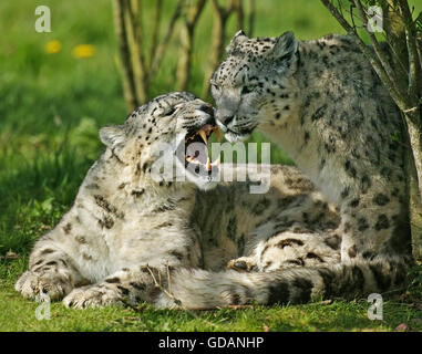 Snow Leopard or Ounce, uncia uncia, Adult with open Mouth Stock Photo