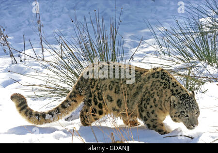 Snow Leopard or Ounce, uncia uncia, Adult on Snow Stock Photo