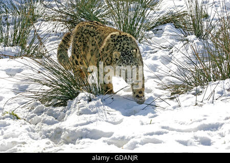 Snow Leopard or Ounce, uncia uncia,   in Snow Stock Photo