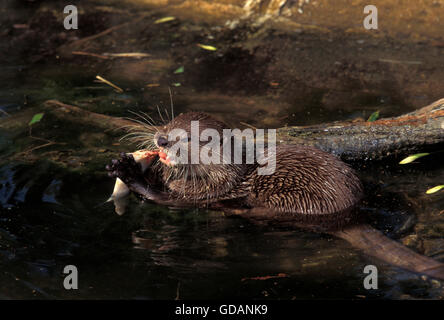 SHORT CLAWED OTTER aonyx cinerea, ADULT EATING FISH Stock Photo