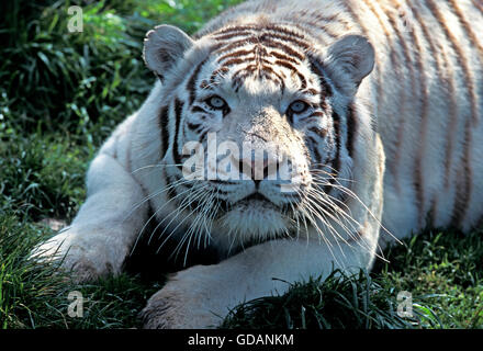 WHITE TIGER panthera tigris, PORTRAIT OF ADULT Stock Photo