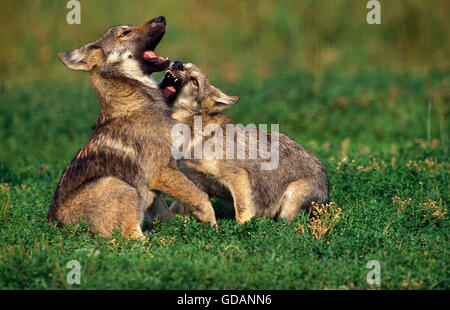 European Wolf, canis lupus, Pup playing on Grass Stock Photo