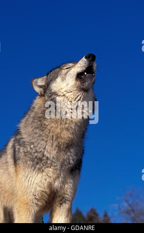 North American Grey Wolf, canis lupus occidentalis, Adult Howling, Canada Stock Photo