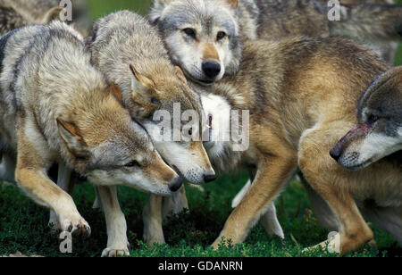 EUROPEAN WOLF canis lupus, GROUP SHOWING DOMINANCE AND SUBMISSION Stock Photo