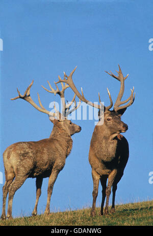 Red Deer, cervus elaphus, Stag against Blue Sky Stock Photo