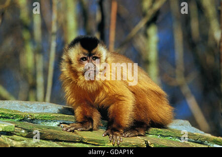 Black Capped Capuchin, cebus apella, Adult on Branch Stock Photo