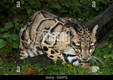 Clouded Leopard, neofelis nebulosa, Adult in Ground Stock Photo