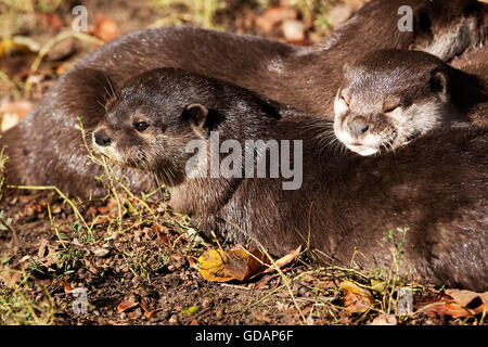 SHORT CLAWED OTTER aonyx cinerea, GROUP RESTING Stock Photo